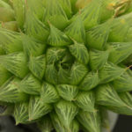 Haworthia cooperi (Haworthia de Cooper)