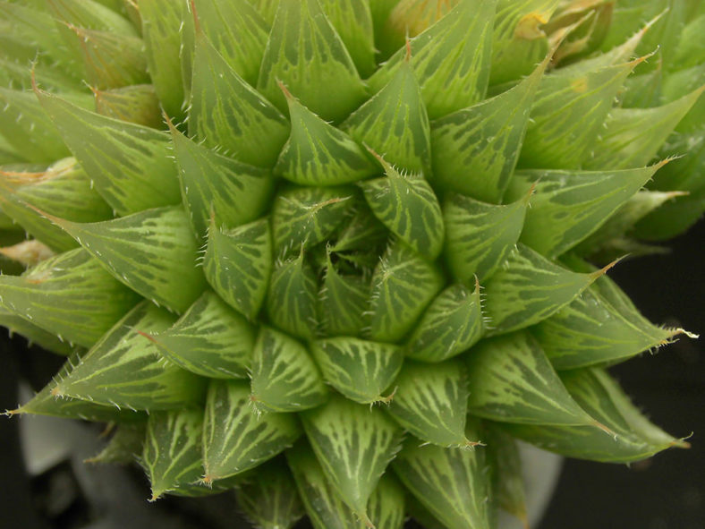 Haworthia cooperi (Cooper's Haworthia)