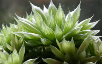 Haworthia cooperi (Cooper's Haworthia) Haworthia cooperi (Cooper's Haworthia)