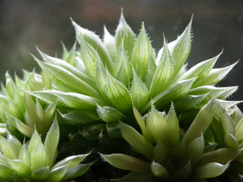 Haworthia cooperi (Cooper's Haworthia)