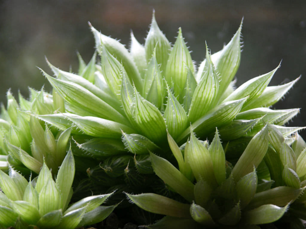 Haworthia cooperi (Haworthia Coopera)