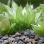 Haworthia cooperi (Cooper's Haworthia)