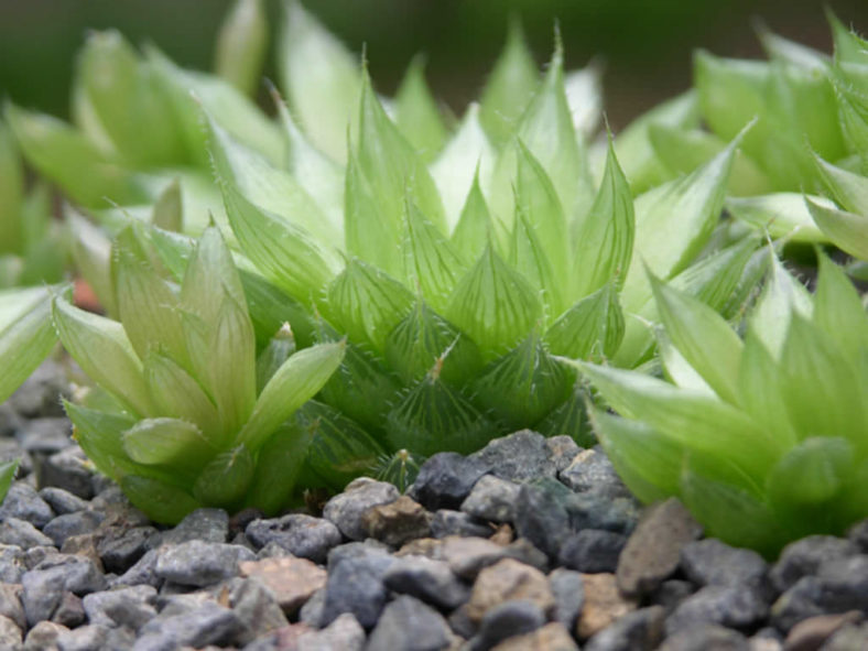 Haworthia cooperi (Cooper's Haworthia)