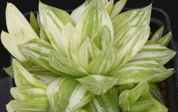 Haworthia cymbiformis f. variegata (Variegated Cathedral Window Haworthia) Haworthia cymbiformis f. variegata (Variegated Cathedral Window Haworthia)