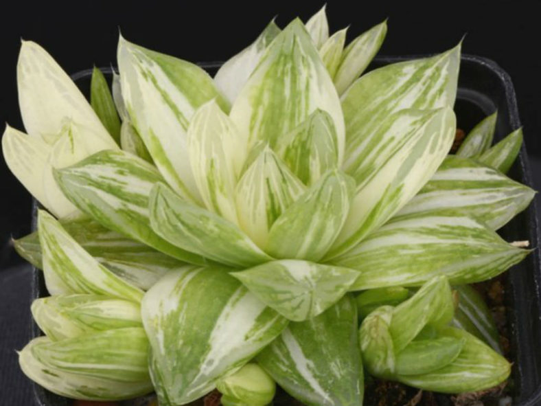 Haworthia cymbiformis 'Variegata' (Cathedral Window Haworthia)