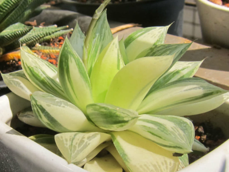 Haworthia cymbiformis 'Variegata' (Cathedral Window Haworthia)