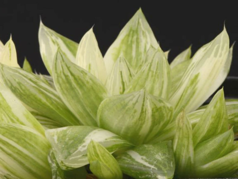 Haworthia cymbiformis 'Variegata' (Cathedral Window Haworthia)