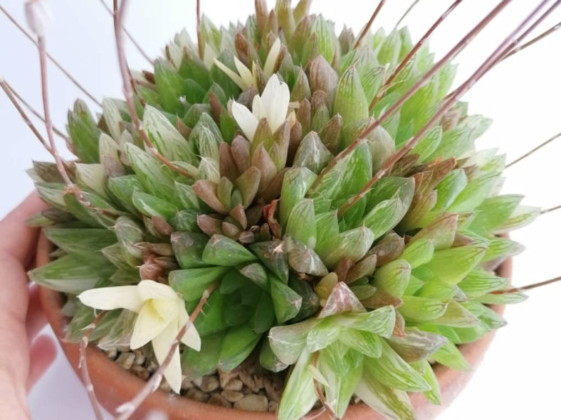 Haworthia cymbiformis 'Variegata' (Cathedral Window Haworthia)