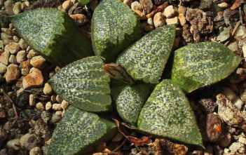 Haworthia emelyae Haworthia emelyae aka Haworthia picta