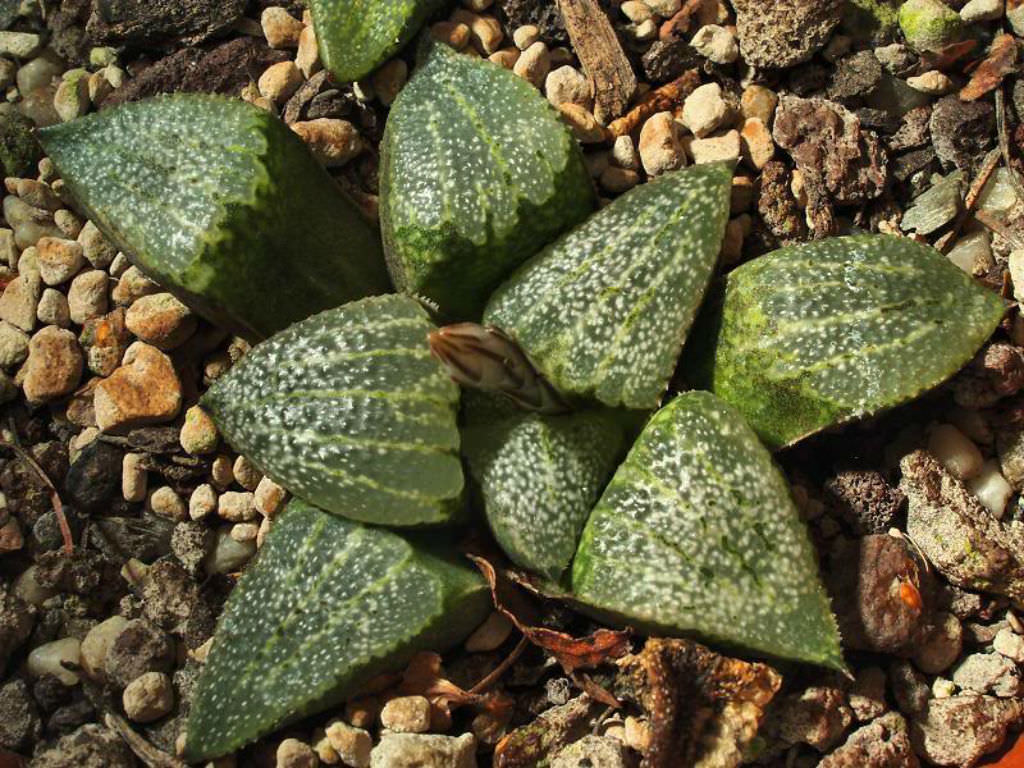 Haworthia emelyae aka Haworthia picta