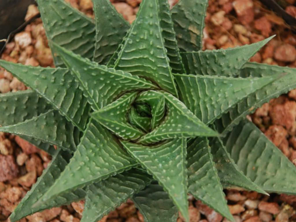 Haworthiopsis limifolia (Fairy Washboard) aka Haworthia limifolia