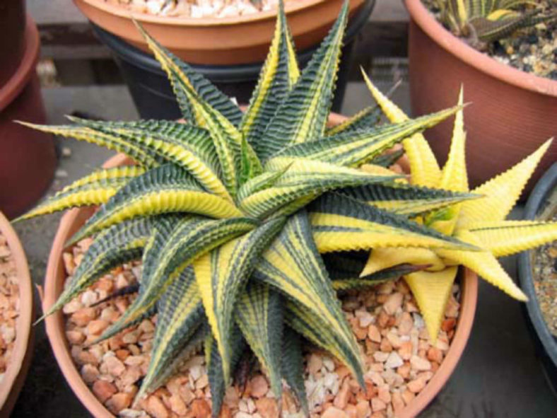 Haworthiopsis limifolia 'Variegata' (Fairy Washboard) aka Haworthia limifolia 'Variegata'