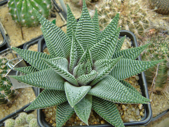 Haworthiopsis limifolia var. striata aka Haworthia limifolia var. striata