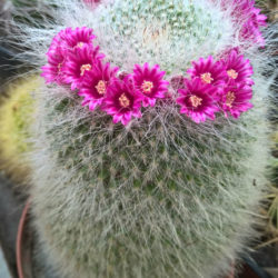 Mammillaria hahniana - World of Succulents