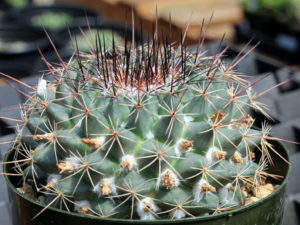 Mammillaria melanocentra - World of Succulents