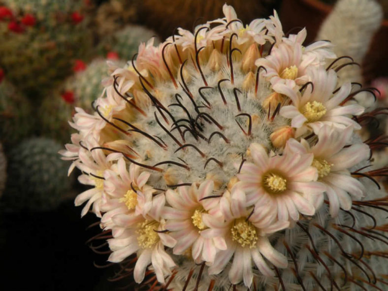 Mammillaria perezdelarosae aka Mammillaria bombycina subsp. perezdelarosae