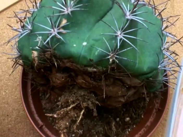 How To Save An Overwatered Cactus World Of Succulents