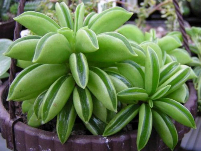 Peperomia dolabriformis (Prayer Pepper)  World of Succulents