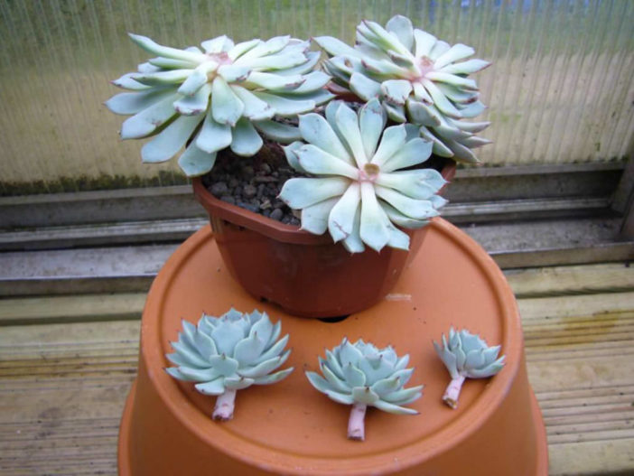 Propagation of Cacti and Succulents - Echeveria Cuttings