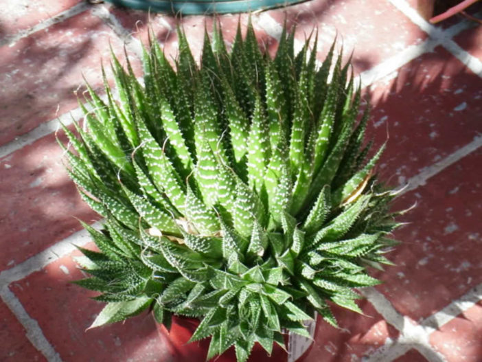 Propagation of Cacti and Succulents - Aloe Pups