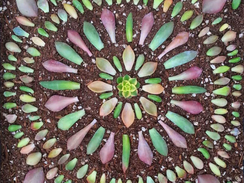 Propagation of Cacti and Succulents - Leaf Cuttings