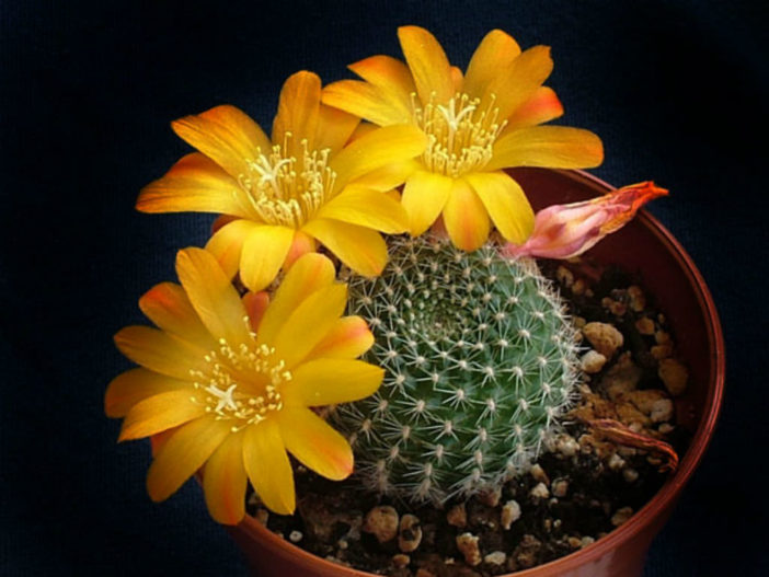 Rebutia marsoneri - Krainz' Crown Cactus