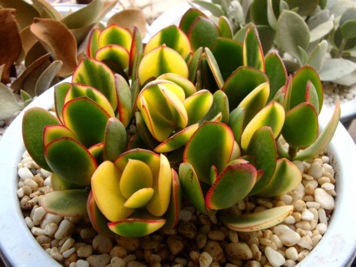 Succulent Gardening Tips and Tricks - Crassula