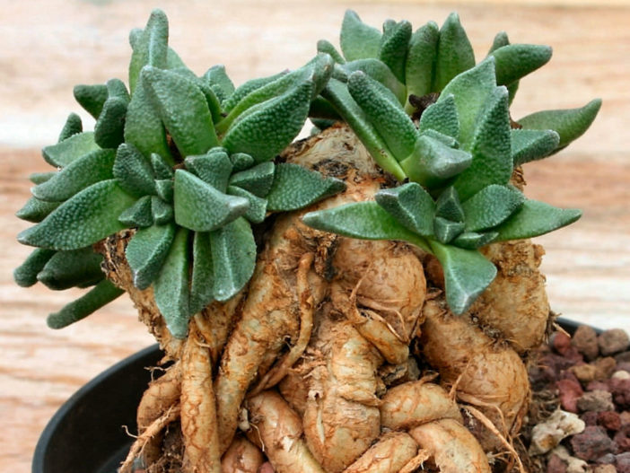 Succulent Gardening Tips and Tricks - Nananthus vittatus