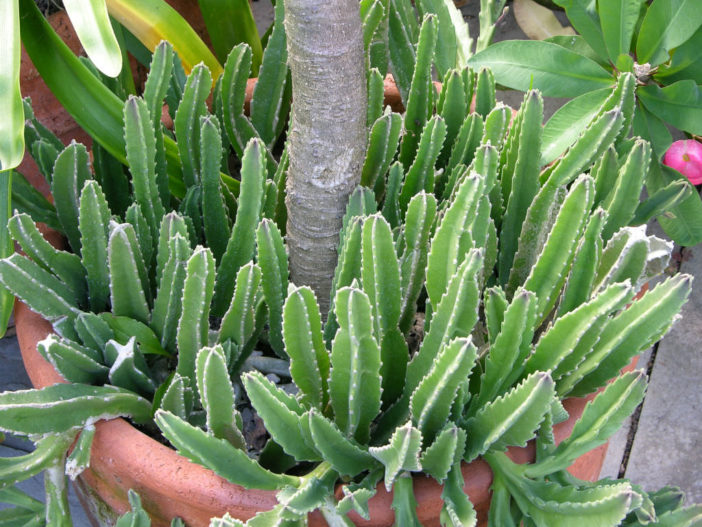 Succulent Gardening Tips and Tricks - Stapelia gigantea
