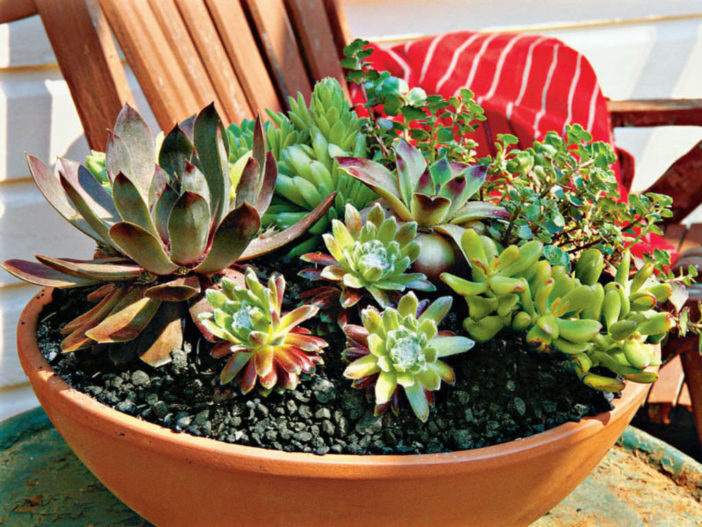 Succulent Gardening Tips and Tricks