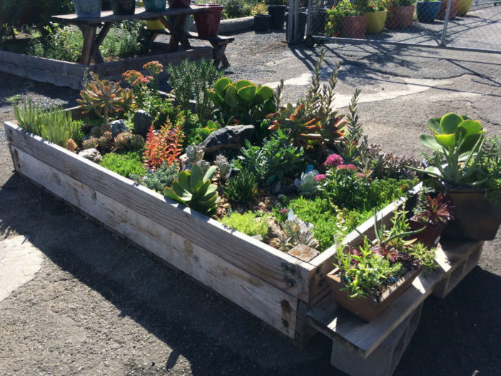 Tips for Growing Succulents (Succulent Raised Bed)