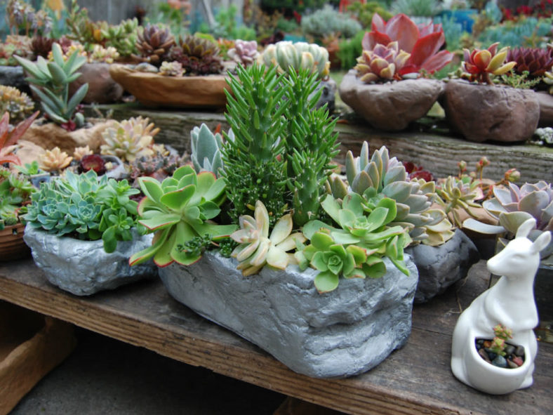 Tips for Growing Succulents (Succulents in Containers)