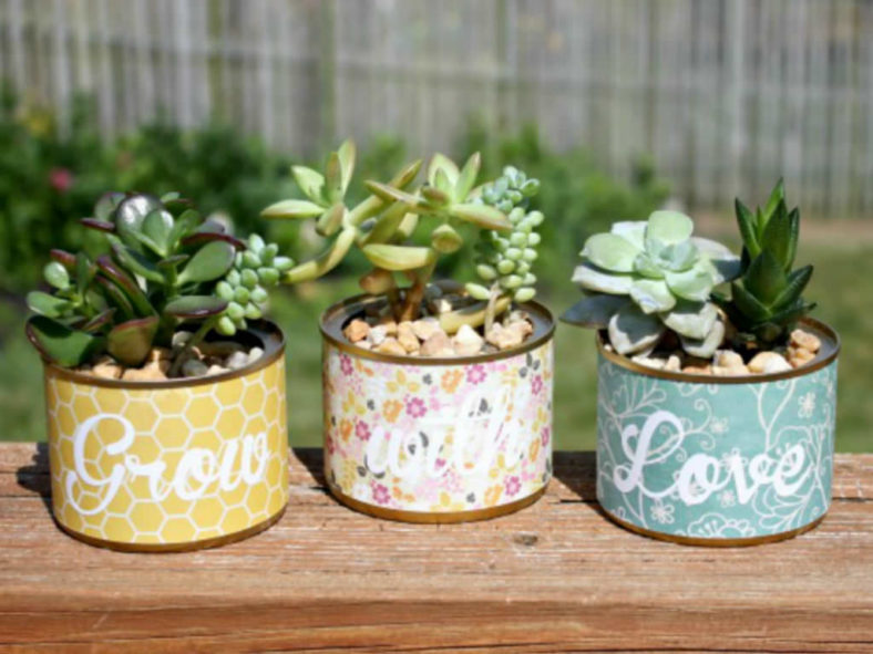 Succulents in a Pot Without Drainage Holes