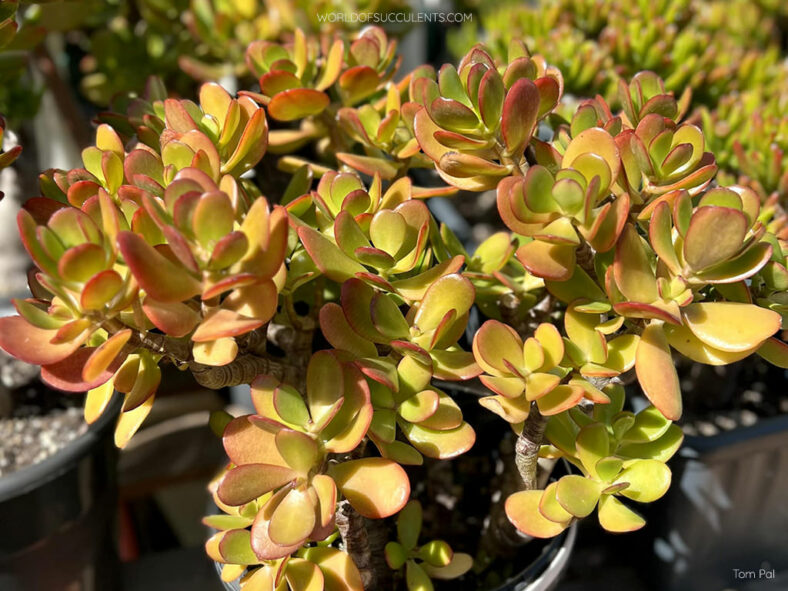 Why the Leaves on a Jade Plant Turn Yellow? (Crassula ovata)