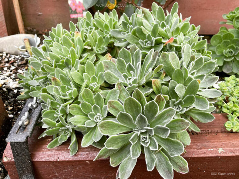 Aeonium 'Ballerina' aka Aeonium 'Frosty'