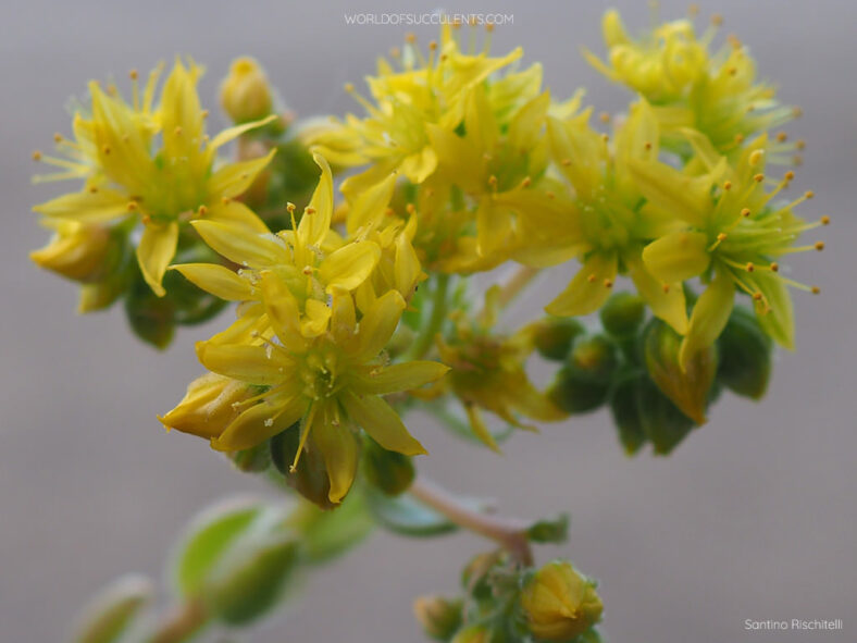 Aeonium 'Ballerina' aka Aeonium 'Frosty'