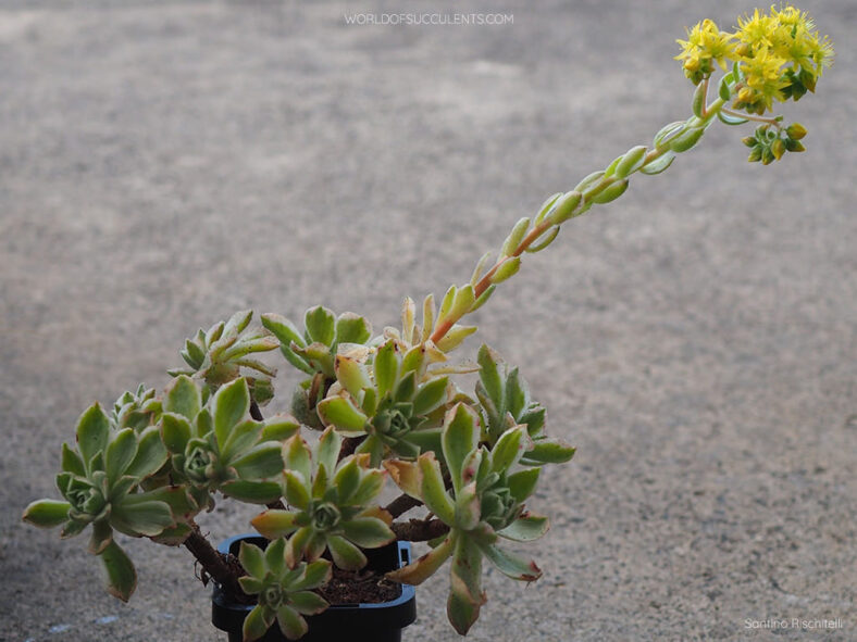 Aeonium 'Ballerina' aka Aeonium 'Frosty'