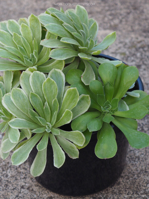 Aeonium 'Ballerina' aka Aeonium 'Frosty'