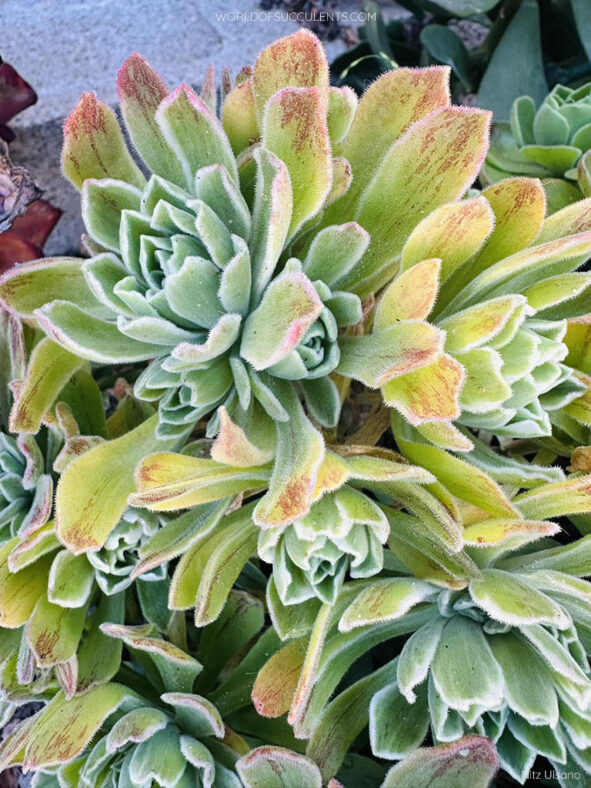 Aeonium 'Ballerina' aka Aeonium 'Frosty'