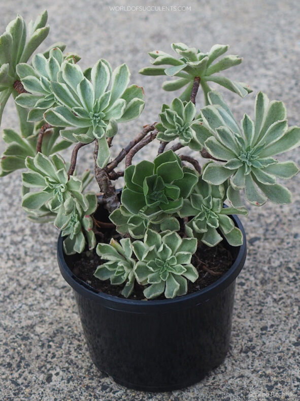 Aeonium 'Ballerina' aka Aeonium 'Frosty'