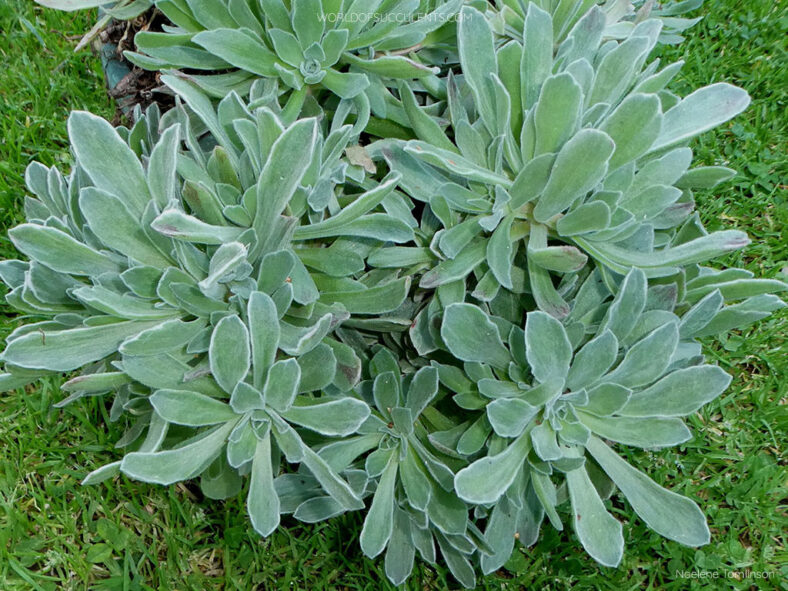 Aeonium 'Ballerina' aka Aeonium 'Frosty'