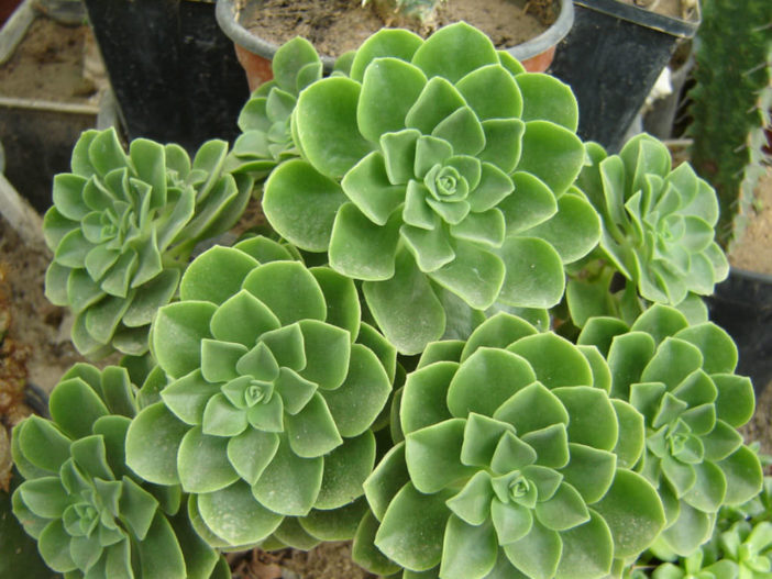 Aeonium goochiae