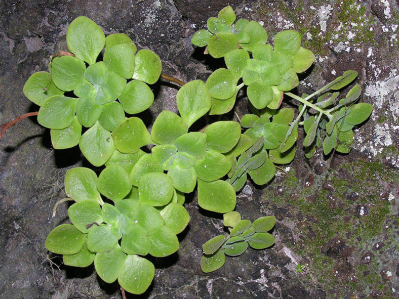 Aeonium goochiae. A plant growing among rocks.