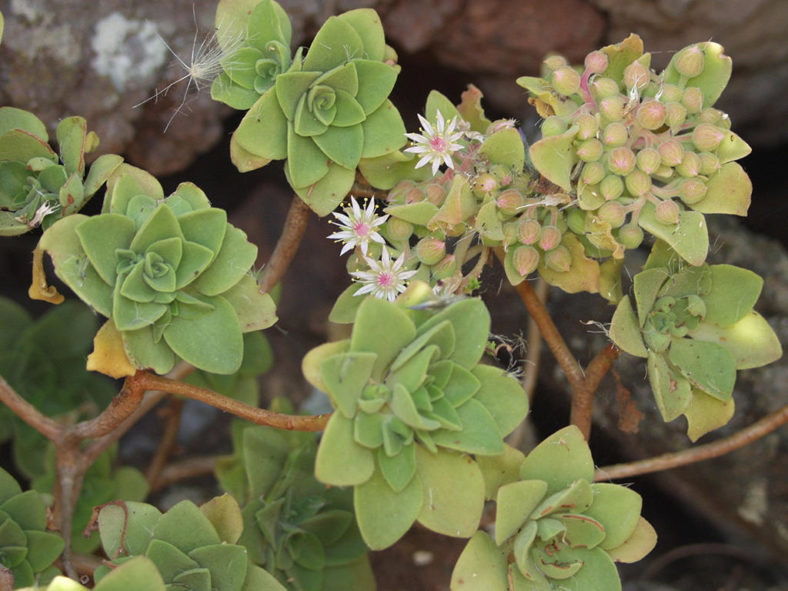 Aeonium goochiae. A plant in bloom.