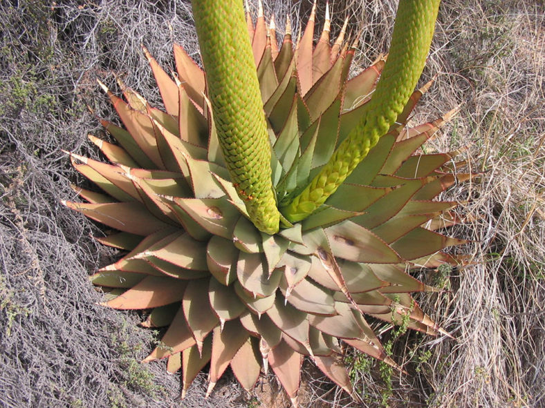Aloe broomii, commonly known as Snake Aloe. A rosette with two inflorescences.