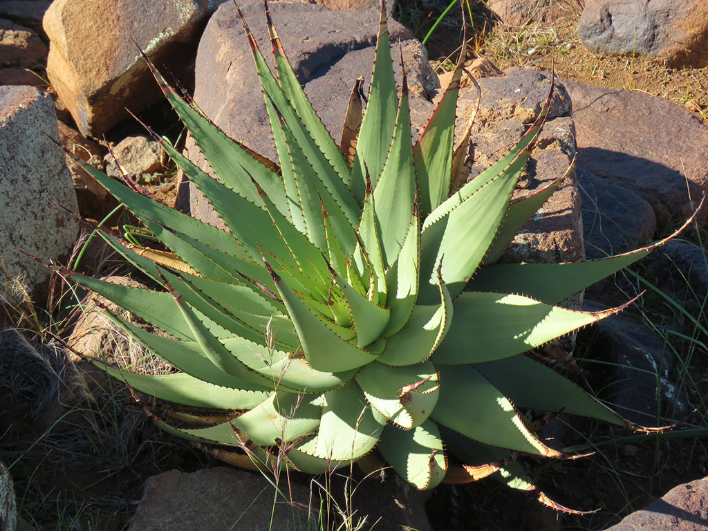 Aloe broomii, commonly known as Snake Aloe. A solitary rosette.