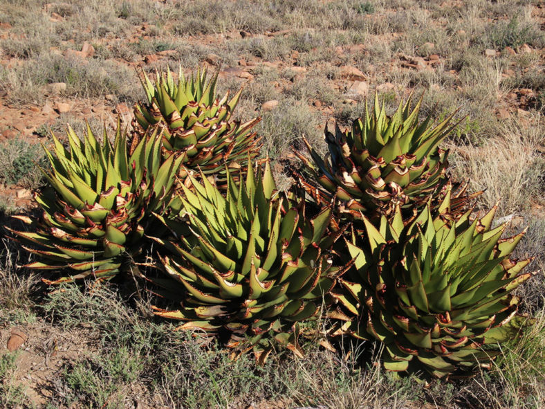 Aloe broomii, commonly known as Snake Aloe. A group of rosettes.