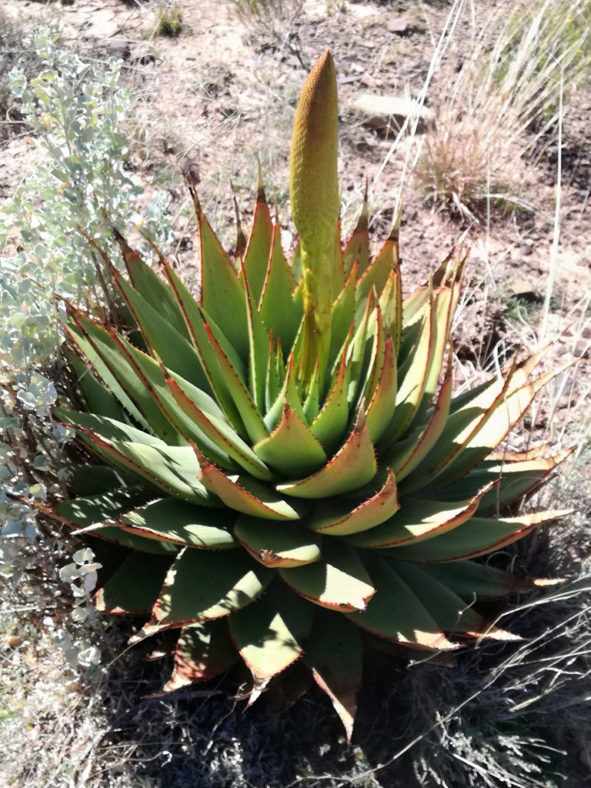 Aloe broomii, commonly known as Snake Aloe. A rosette is going to bloom.