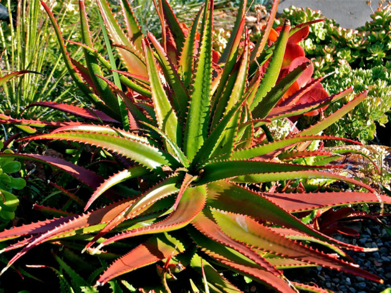Aloe cameronii - Red Aloe