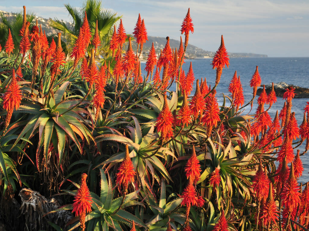 Aloe cameronii (Red Aloe) | World of Succulents